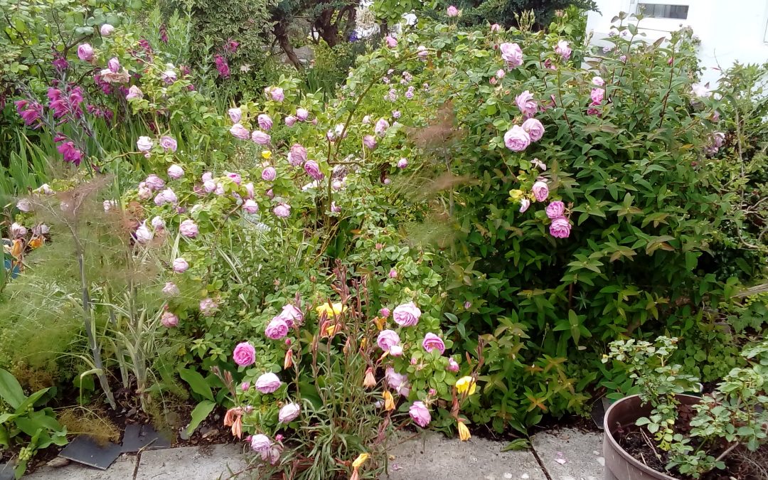 Stoke in Bloom – the Album