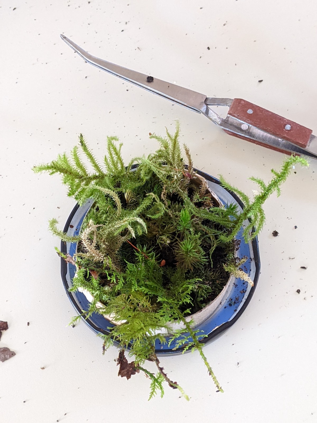 How To Bury The Giant: Create Your Own Miniature Mossy World